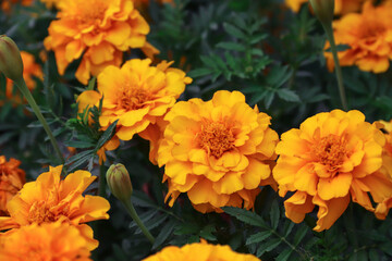 Marigolds growing in the garden. Flowers. Photo of nature.