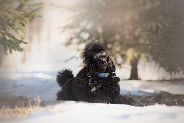 Happy Poodle Dog running outdoors in the snow with toy