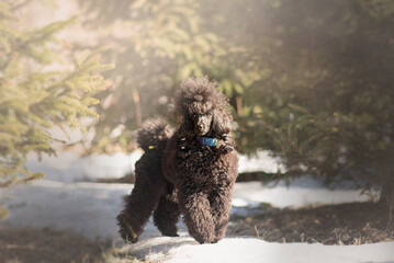 Happy Poodle Dog running outdoors in the snow with toy