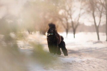 Happy Poodle Dog running outdoors in the snow with toy
