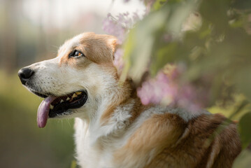 Beautiful Portrait of tan happy Welsh Corgi on nature with flowers