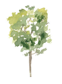 hand drawn tree watercolor illustration on white background.