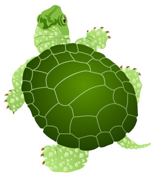 Turtle typically found in lakes and ponds