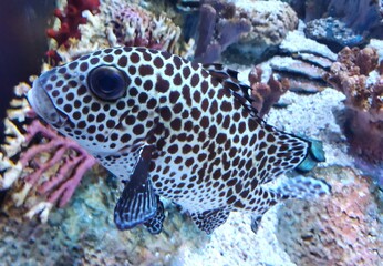 Closeup of a black spotted grouper inside a fish tank