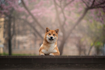 Portrait of the beautiful Shiba Inu Dog in Spring with a cherry blossom