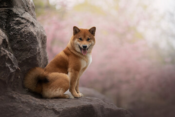Portrait of the beautiful Shiba Inu Dog in Spring with a cherry blossom