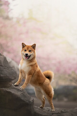 Portrait of the beautiful Shiba Inu Dog in Spring with a cherry blossom