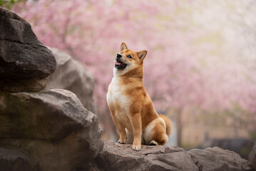 Naklejka na ściany i meble Portrait of the beautiful Shiba Inu Dog in Spring with a cherry blossom