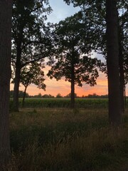 sunrise in the forest