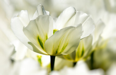 Obraz premium white tulip flower