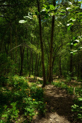 Obraz premium path in the forest