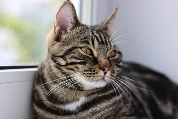 A tabby cat with bright eyes looks into the camera while sitting by the window