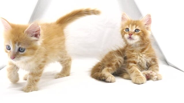 Kittens play on a white blanket, top view. Two red cute kittens lie and bite at home. Funny domestic cats. Healthy adorable domestic pets. Cute kittens. Small ginger tabby kittens frolic.
