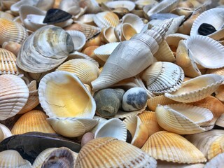 Seashells background - macro shot of beautiful seashells