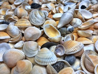 Seashells background - macro shot of beautiful seashells