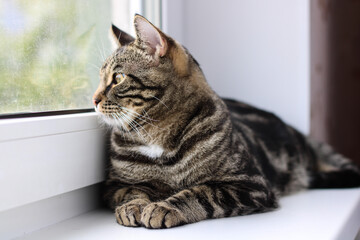 A tabby cat with bright eyes looks into the camera while sitting by the window