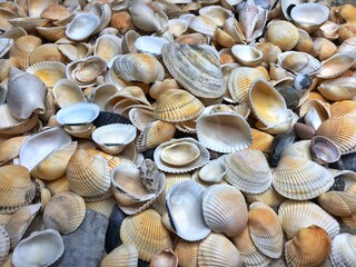 Seashells background - macro shot of beautiful seashells
