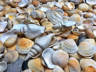 Seashell background, lots of different seashells piled together