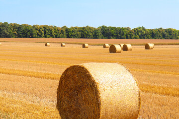 Plakat Round straw bales in harvested fields. Beautiful countryside landscape.