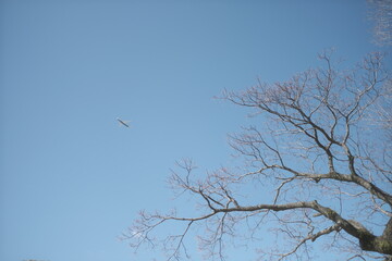 tree in the sky