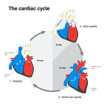 The cardiac cycle. Human heart anatomy. Diastole, Atrial systole and Ventricular systole. 