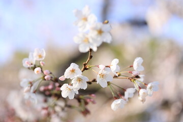 tree blossom