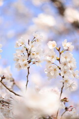 blossom in spring