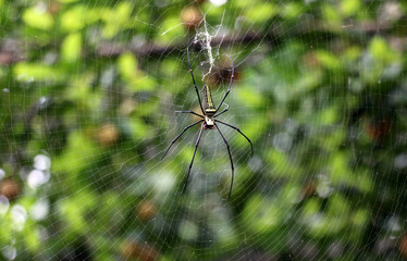 The spider climbs on the cobweb