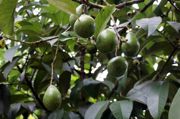 Green Hass Avocados fruit hanging on the tree