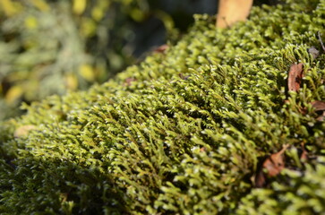 Moss close up on the sun