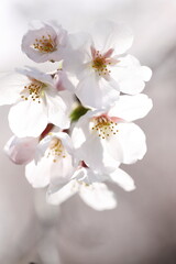 Naklejka na ściany i meble white cherry blossom