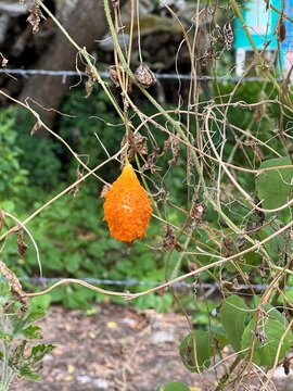 Wild Bitter Guard Plant