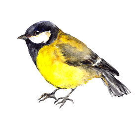 Picture of single blue tit © zzorik