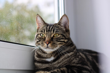 A tabby cat with bright eyes looks into the camera while sitting by the window