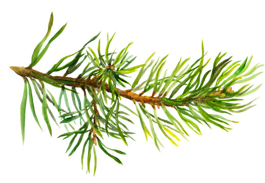 Hand painted fir spruce branch. Watercolor Christmas tree twig isolated on white background