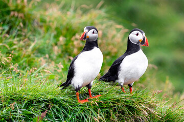 Maskonury zwyczajne siedzące na trawie wyspa Islandia - 524859712