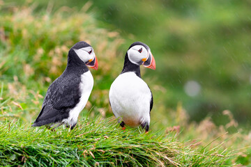 Maskonury najpiękniejsze ptaki Islandii - obrazy, fototapety, plakaty