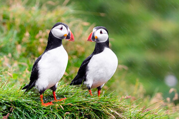 Maskonury zwyczajne czarno białe ptaki Islandii