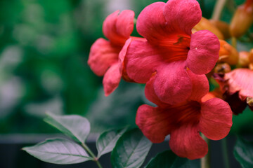 Naklejka premium Campsis flowers. Red flowers. Photo of nature.