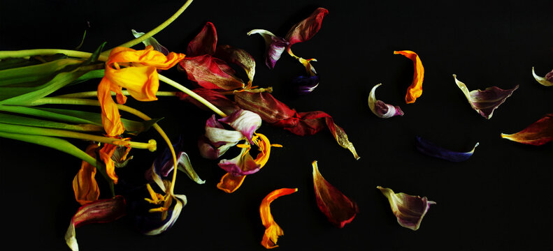 Withered bouquet of tulips on a black background. Flower arrangement with dry tulips. Bouquet of bright dried flowers. Decay and nature concept.