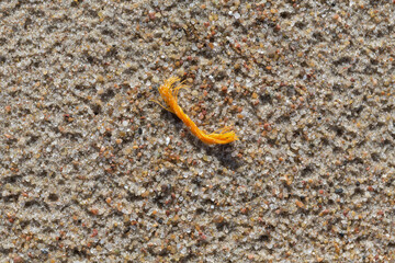 Alien Object on the Beach 35