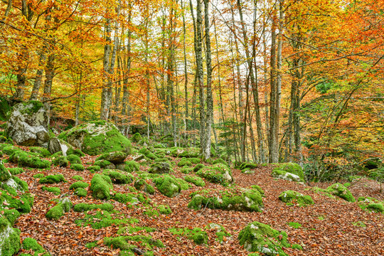Forêt de hêtres en automne, le sol est recouvert de feuilles mortes et  la roche présente est, elle, recouverte de mousse verte
Beech forest in autumn, the ground is covered with dead leaves and moss