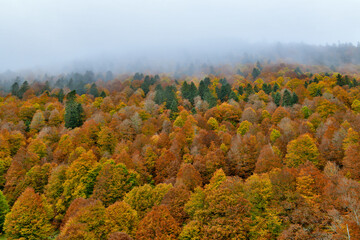 Fototapeta premium Colline recouverte d'arbres, en automne avec une multitude de couleurs tels que rouge, jaune, vert, orange Hill covered with trees, in autumn with a multitude of colors such as red, yellow, green, or