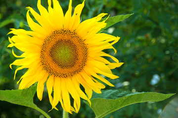 Bright yellow sunflower close-up. Blooming yellow sunflower on a green field. Wildflowers, agriculture, gardening, floristic concepts.