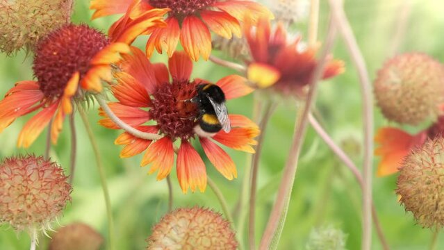 Macro, bee pollen on orange flower on sunny green background. Bumblebee on summer morning garden, closeup. Beautiful colorful wildflowers in field nature. Insect pollination on blossom flowers. 4k