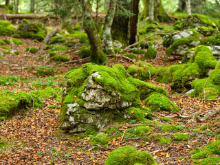 Forêt de hêtres et roche recouverte de mousse verte en automne 
Beech forest and rock covered with green moss in autumn
