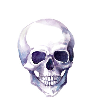 Skull. Watercolor