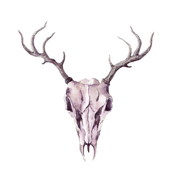 Skull of deer animal. Watercolor