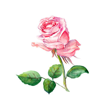 Pink rose. Watercolor drawing 