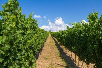 Fototapeta na wymiar Czech landscape with vineyards and blue sky